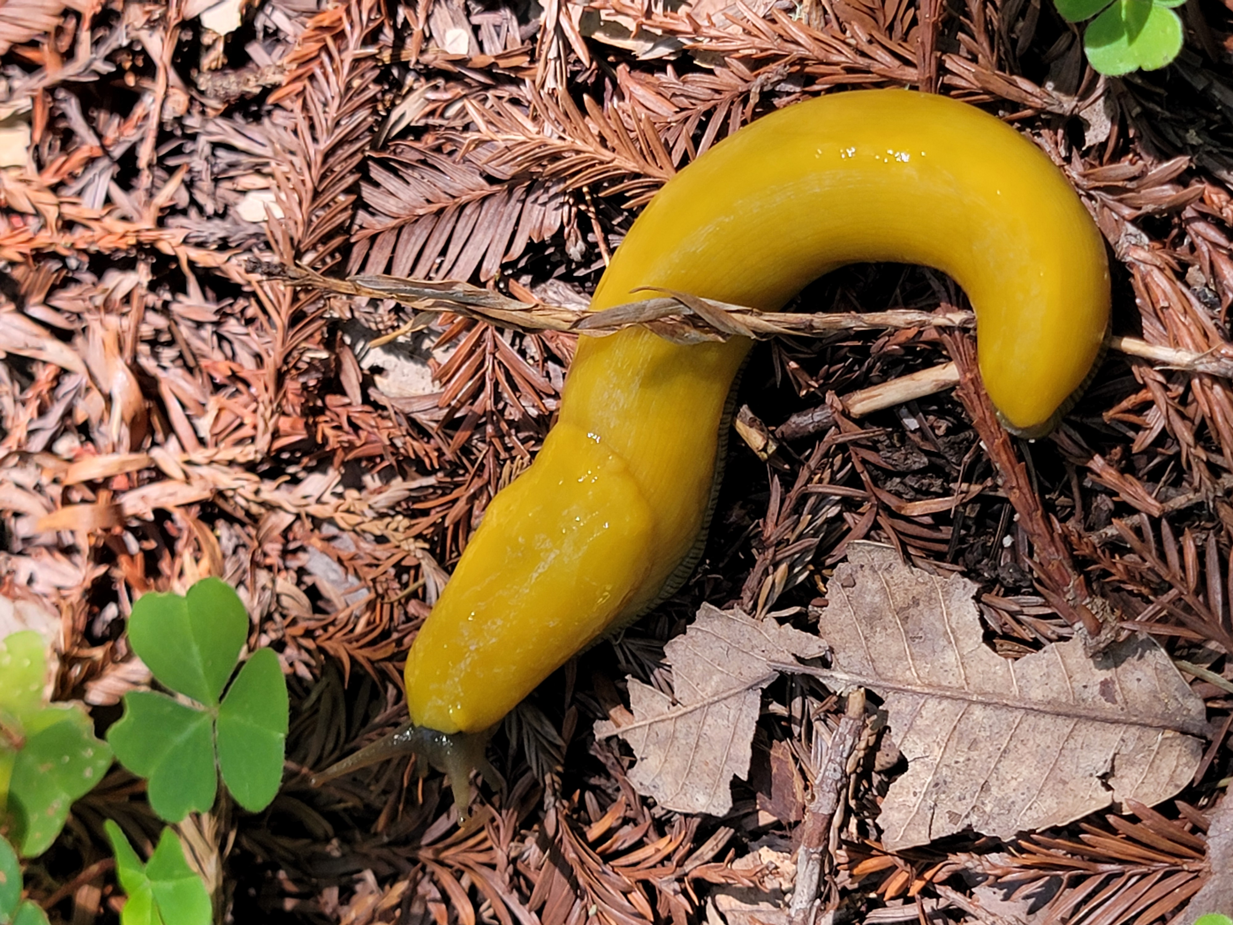Bright yellow banana slug curled on brown forest floor duff with small clover leaves nearby