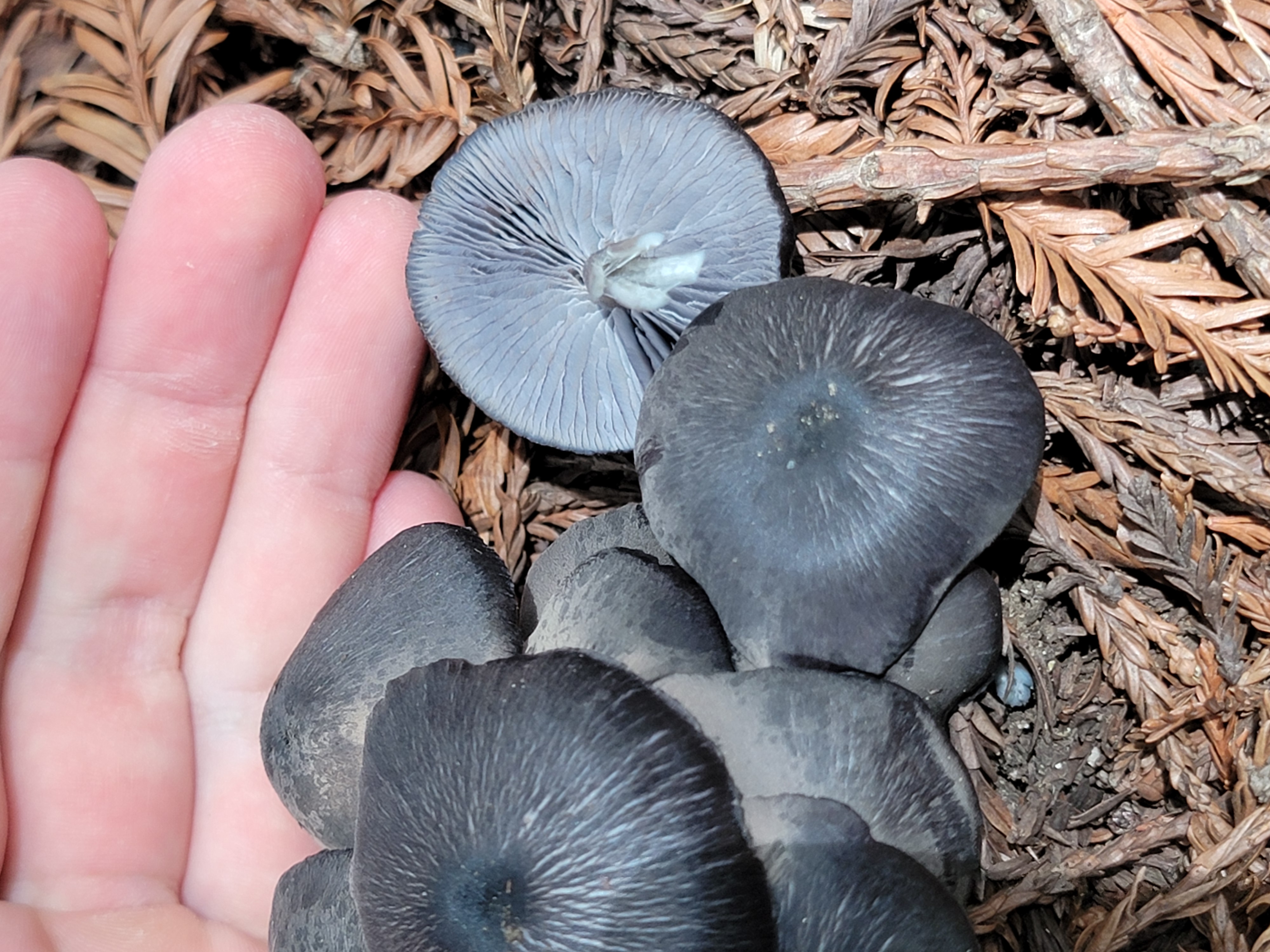 Cluster of dark blue-black mushrooms with hand for scale on redwood duff