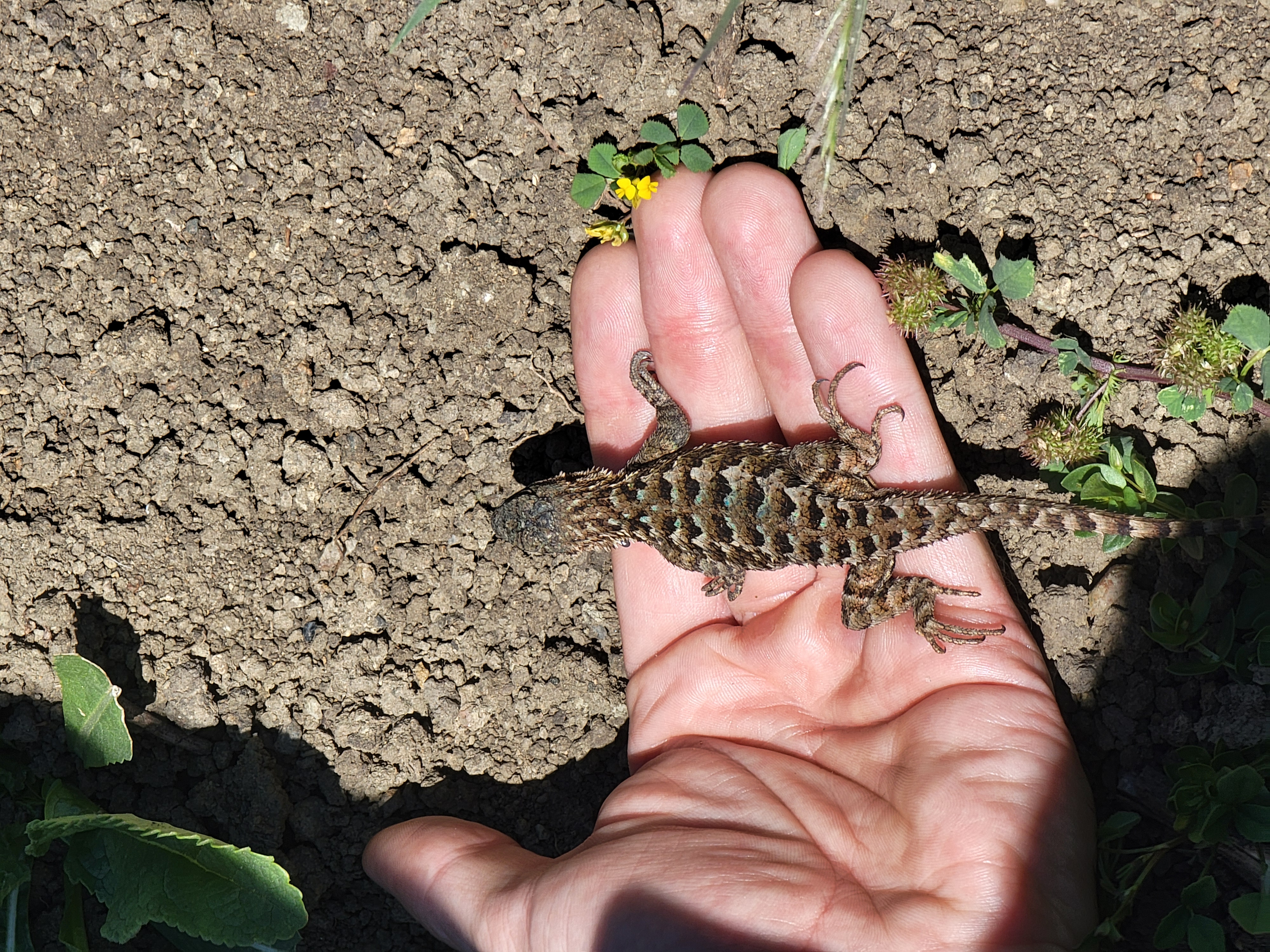 A western fence lizard resting on an open palm in sunlight