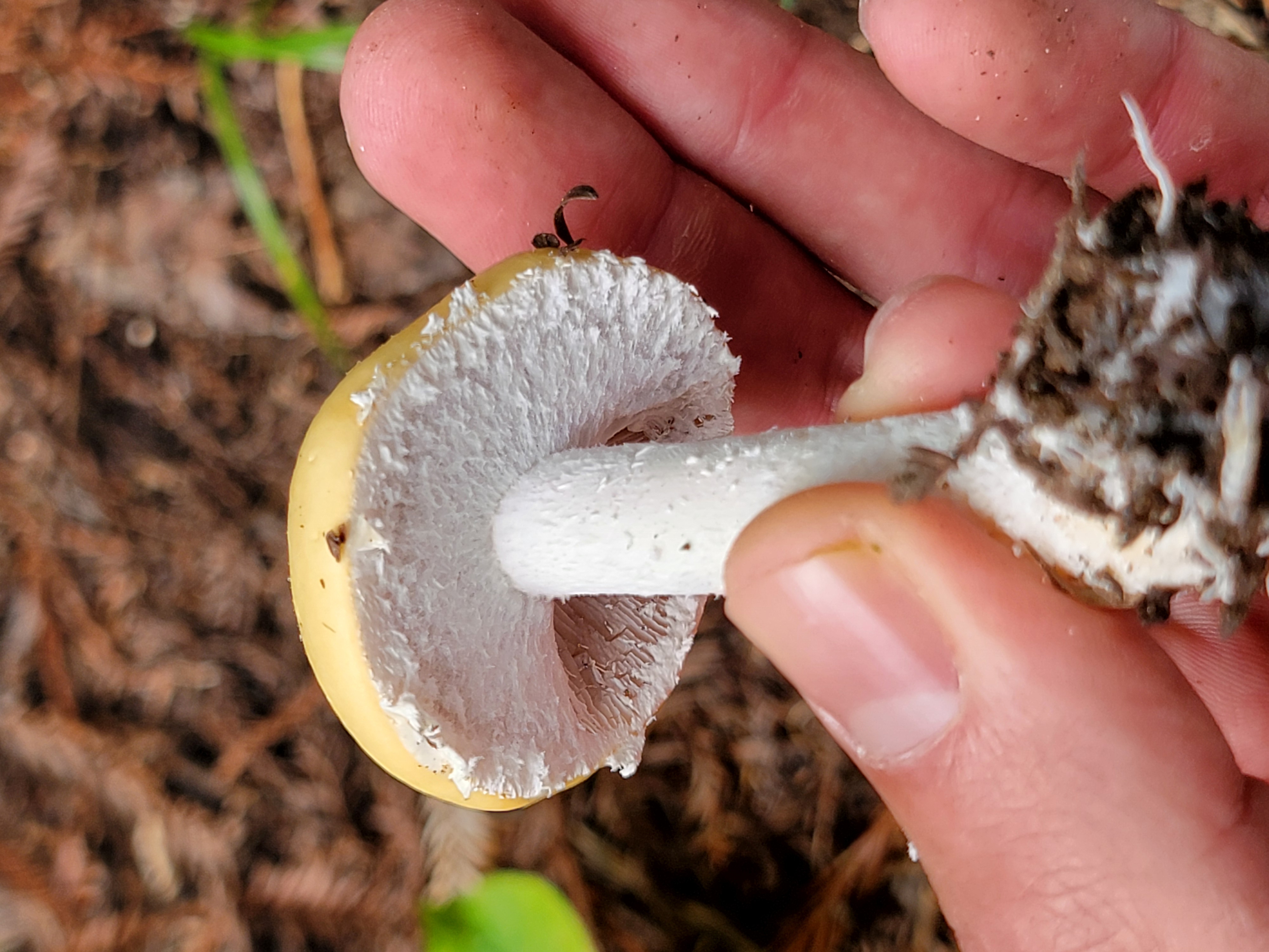 Two hands examining the underside of a mushroom, inspecting gills and partial veil