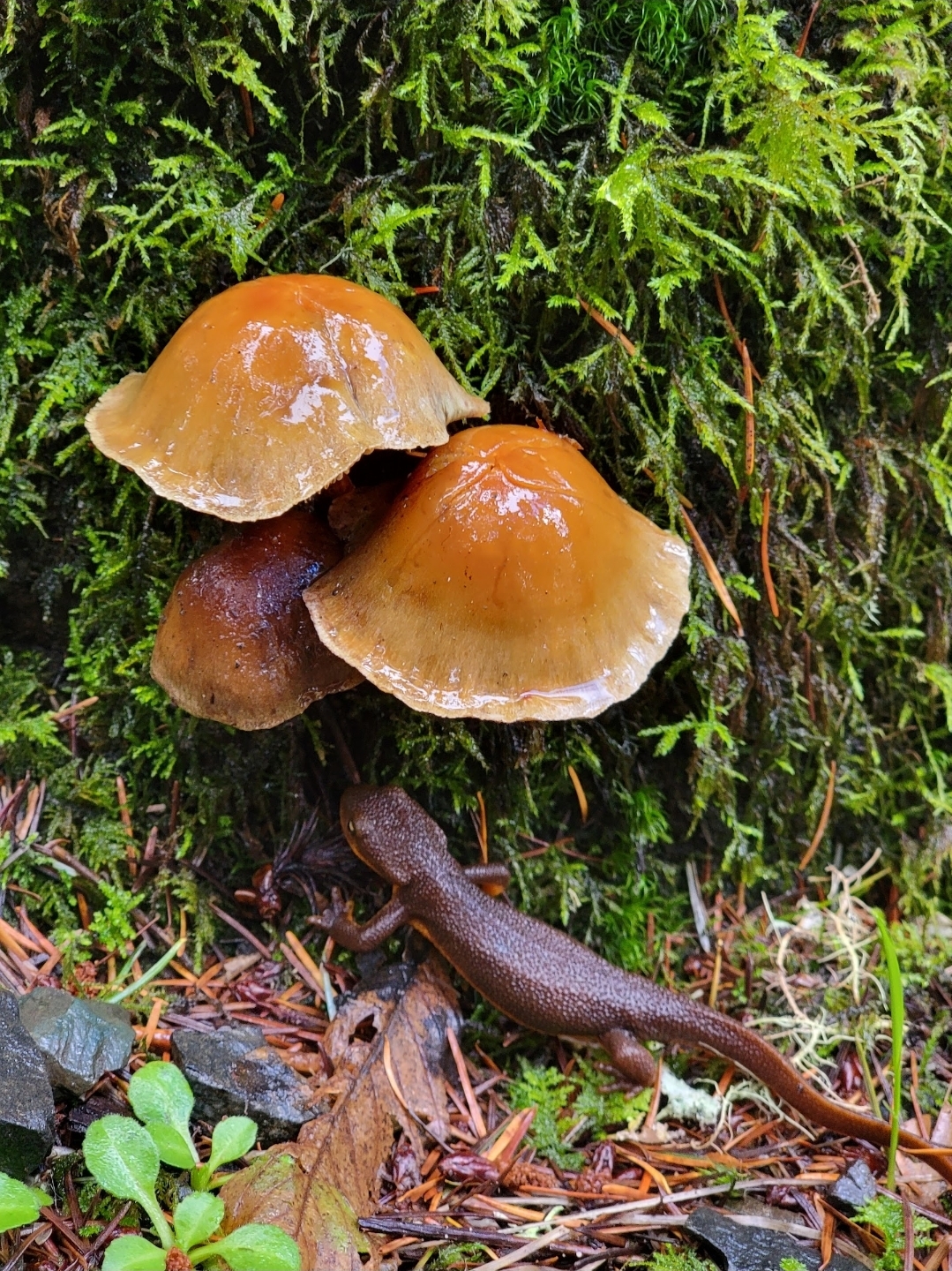 A rough-skinned newt sheltering beneath glossy brown mushrooms in green forest moss
