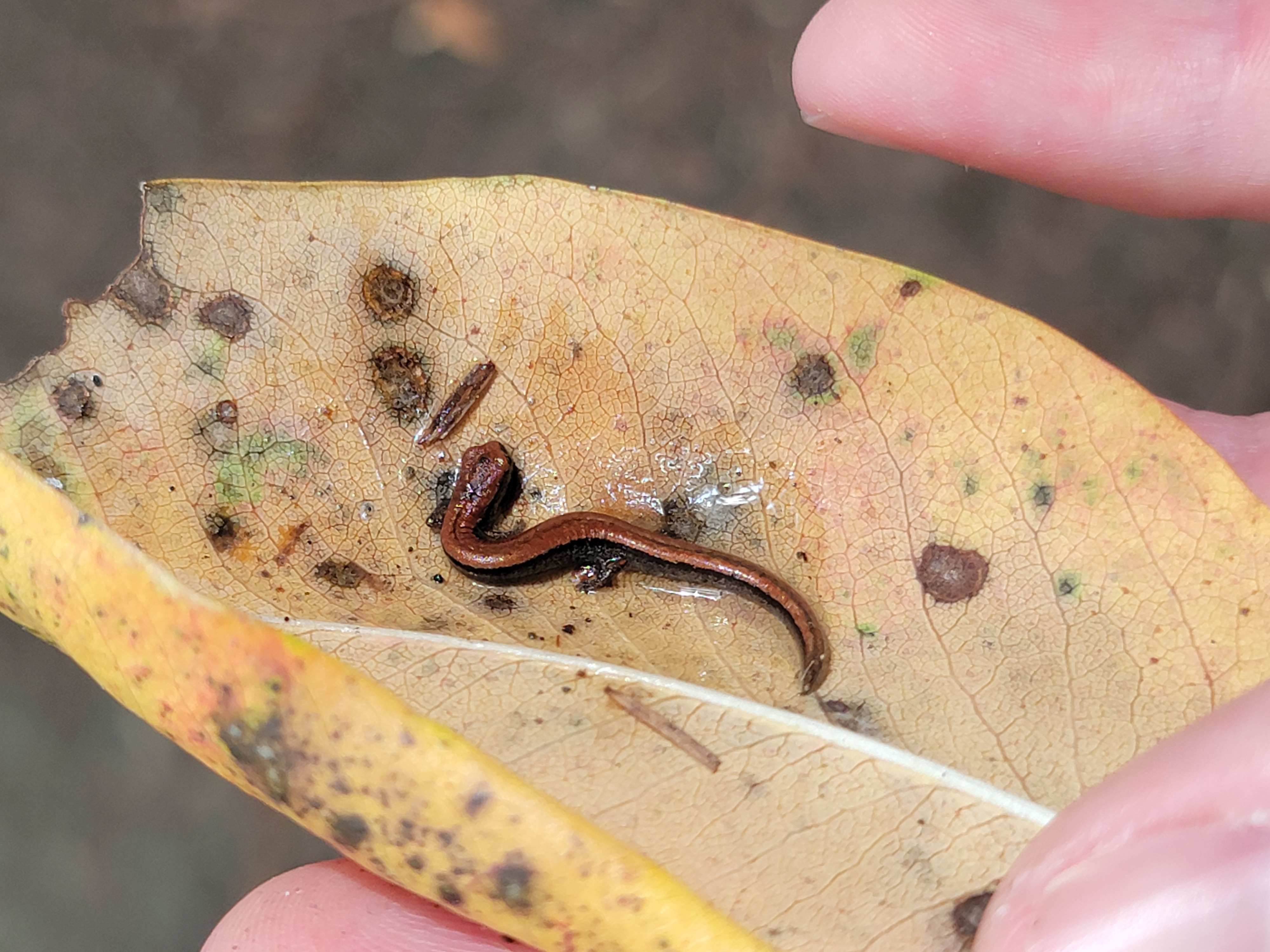 A tiny slender salamander resting on a fallen autumn leaf in an open hand