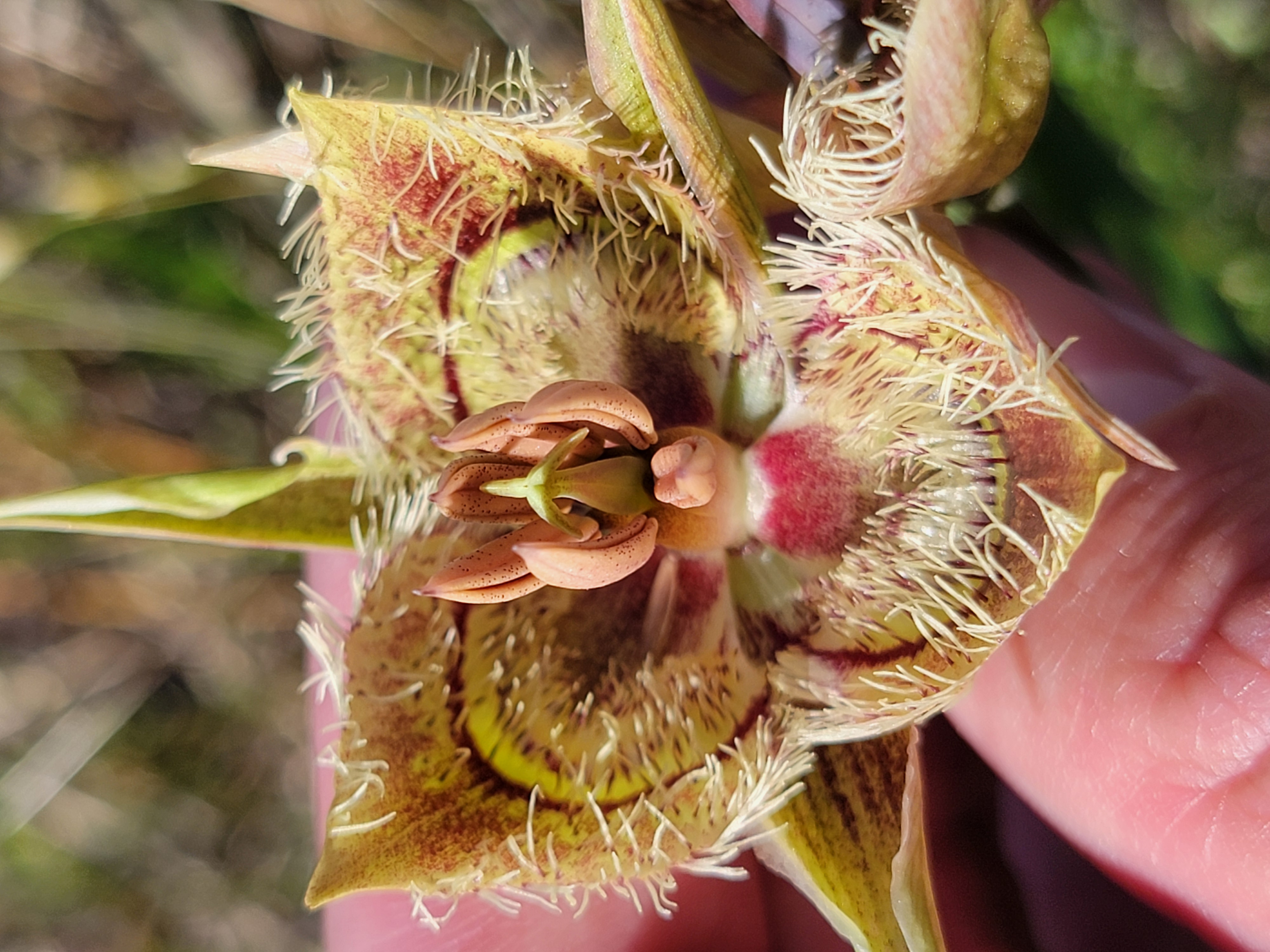 Close-up interior of a rare Tiburon mariposa lily showing intricate fringed petals and stamens