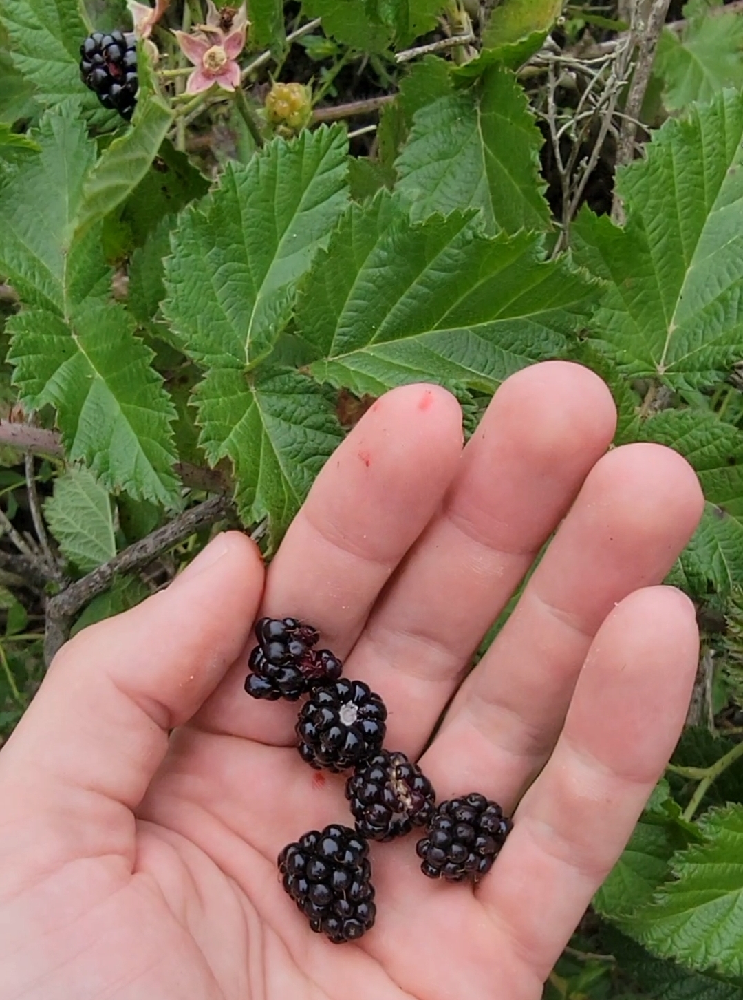 Berry Foraging